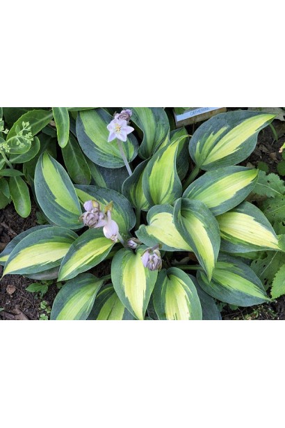 Hosta ’Catherine’ квіти